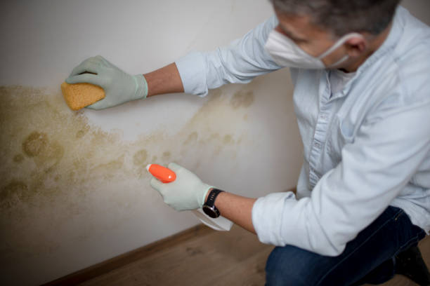 Best DIY Mold Remediation Support Services in Pikeville, TN